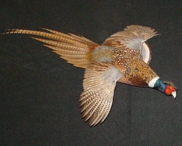 Ring-necked pheasant mount, item #39