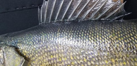 fish taxidermy by Jason's Taxidermy