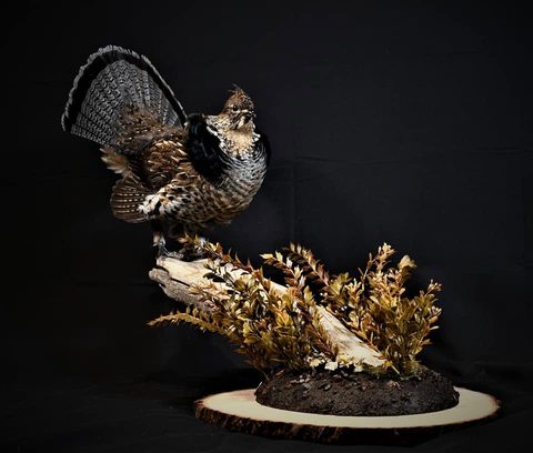 upland game bird taxidermy by Jason's Taxidermy