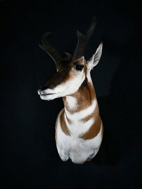 big game taxidermy by Jason's Taxidermy