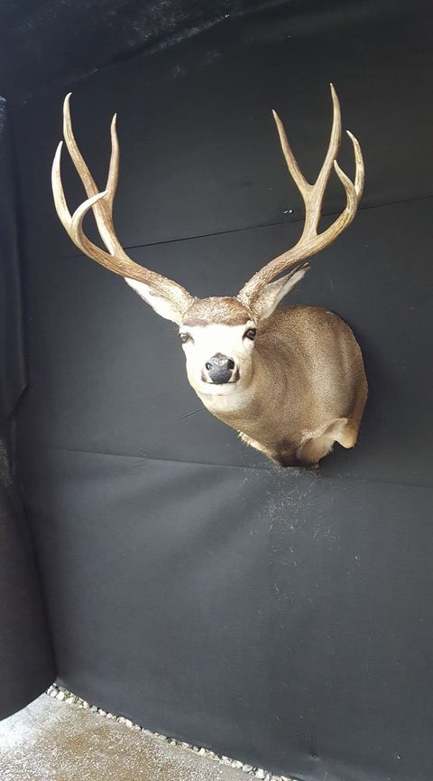 whitetail deer taxidermy by Jason's Taxidermy
