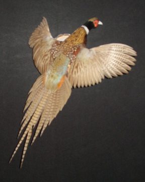 Ring-necked pheasant mount, item #44