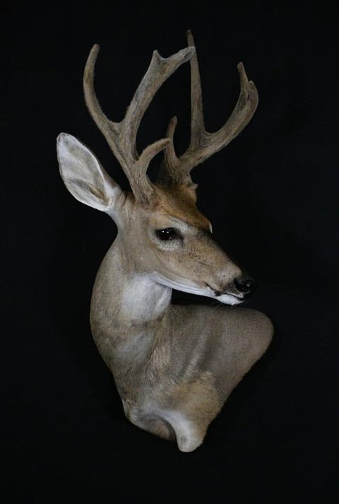 whitetail deer taxidermy by Jason's Taxidermy