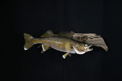 fish taxidermy by Jason's Taxidermy