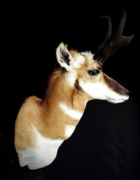 big game taxidermy by Jason's Taxidermy
