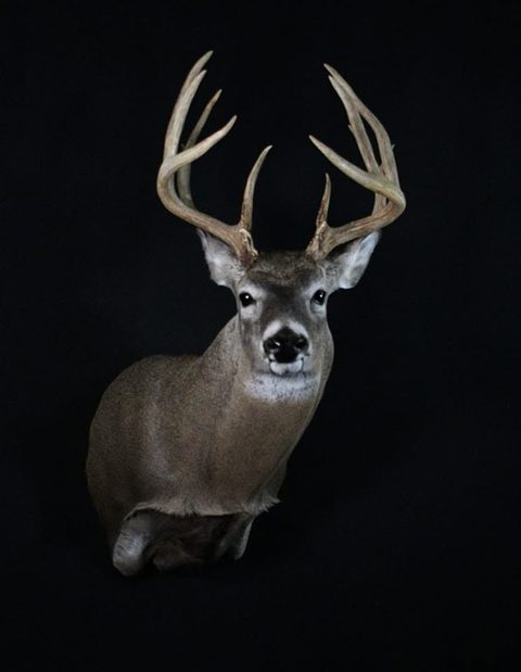 whitetail deer taxidermy by Jason's Taxidermy