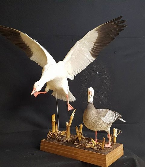 Snow & Blue Geese – Habitat Scene – waterfowl taxidermy by Jason's Taxidermy