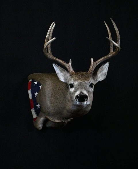 whitetail deer taxidermy by Jason's Taxidermy