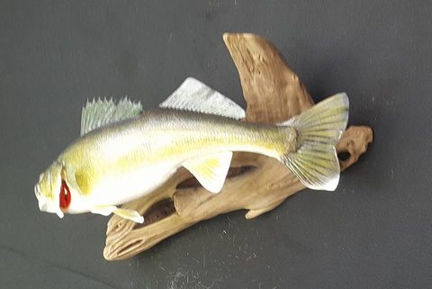 fish taxidermy by Jason's Taxidermy