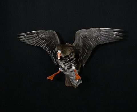 Specklebelly Goose – Flying – waterfowl taxidermy by Jason's Taxidermy