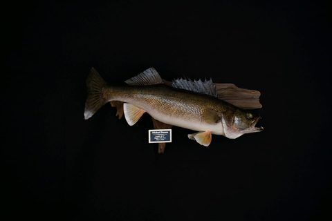 fish taxidermy by Jason's Taxidermy