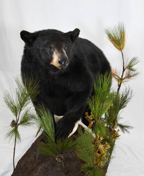 big game taxidermy by Jason's Taxidermy