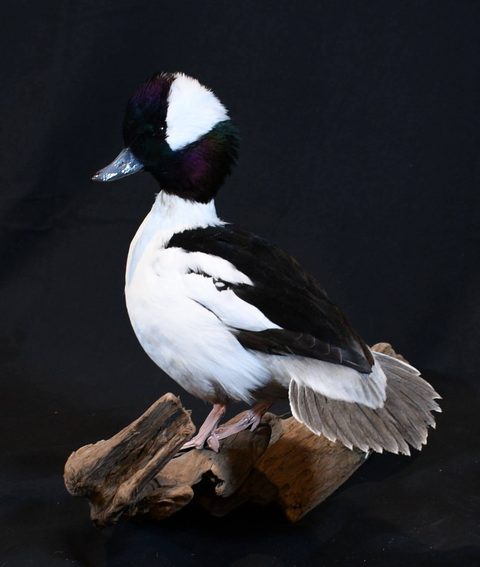 Bufflehead – Standing – waterfowl taxidermy by Jason's Taxidermy