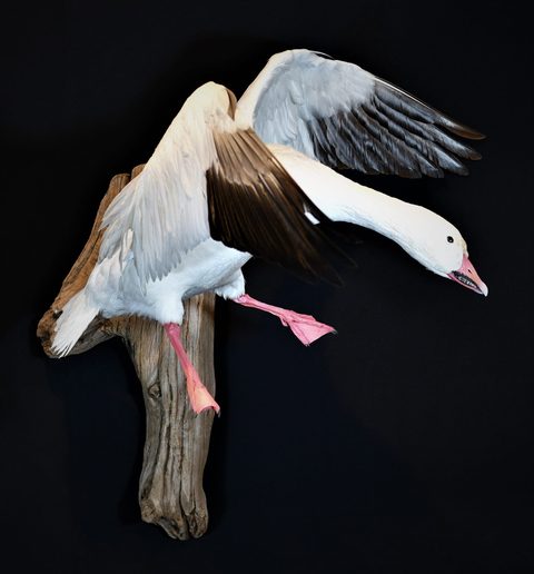 Snow Goose – Flying – waterfowl taxidermy by Jason's Taxidermy
