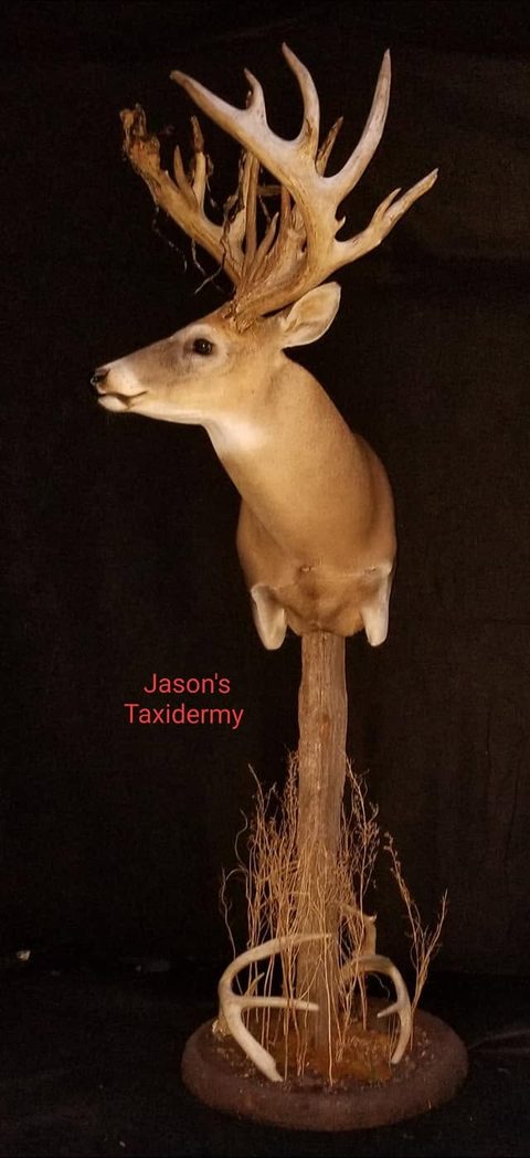 whitetail deer taxidermy by Jason's Taxidermy