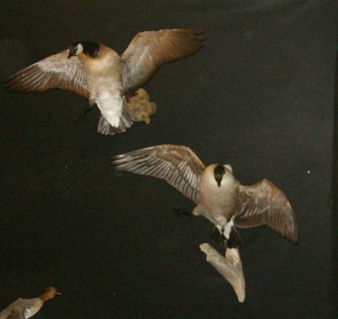 Geese – Flying – waterfowl taxidermy by Jason's Taxidermy