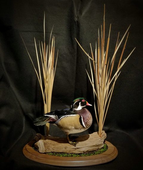 Wood Duck – Habitat Scene – waterfowl taxidermy by Jason's Taxidermy