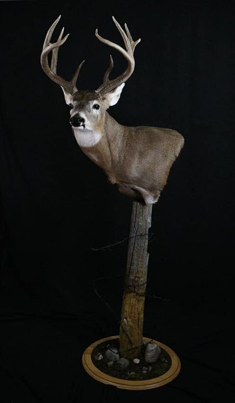 whitetail deer taxidermy by Jason's Taxidermy