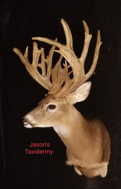 whitetail deer taxidermy by Jason's Taxidermy