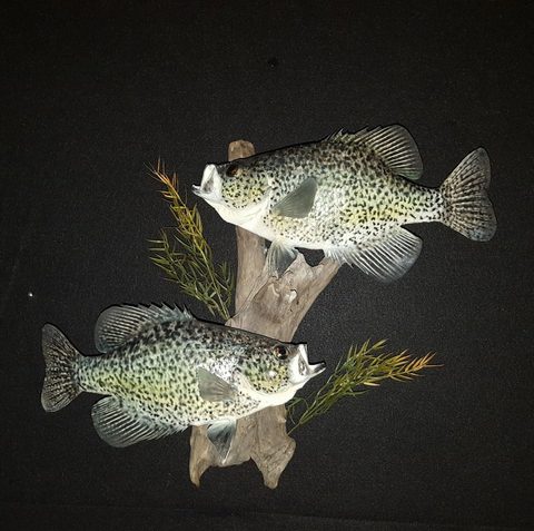 fish taxidermy by Jason's Taxidermy