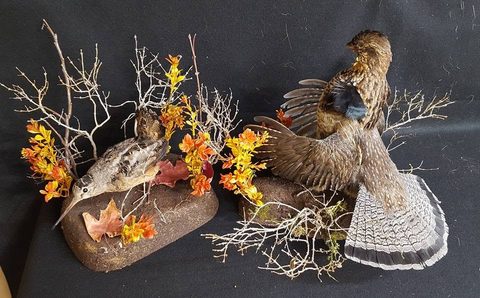 upland game bird taxidermy by Jason's Taxidermy