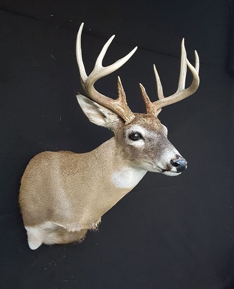 whitetail deer taxidermy by Jason's Taxidermy