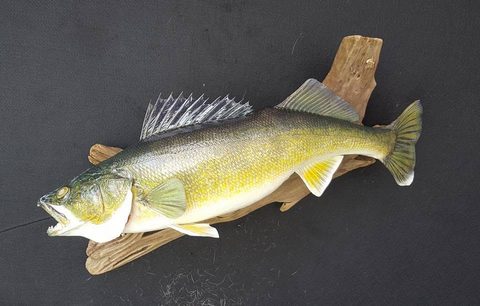 fish taxidermy by Jason's Taxidermy