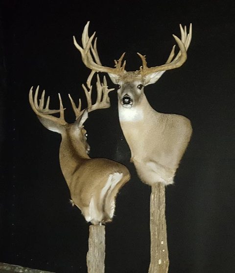 whitetail deer taxidermy by Jason's Taxidermy