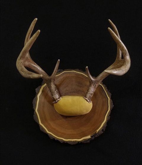 Whitetail – Antler Mount – antler taxidermy by Jason's Taxidermy