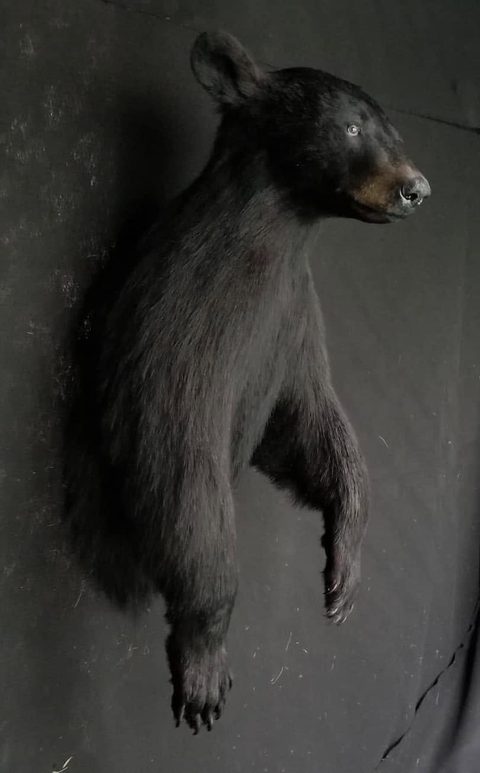 big game taxidermy by Jason's Taxidermy