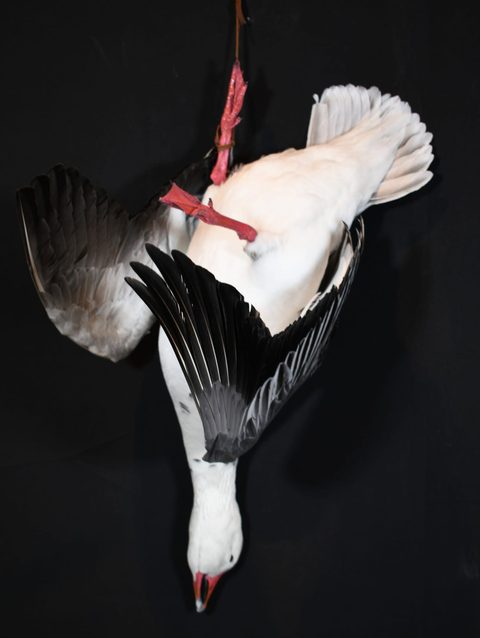 Goose – Deadhang – waterfowl taxidermy by Jason's Taxidermy
