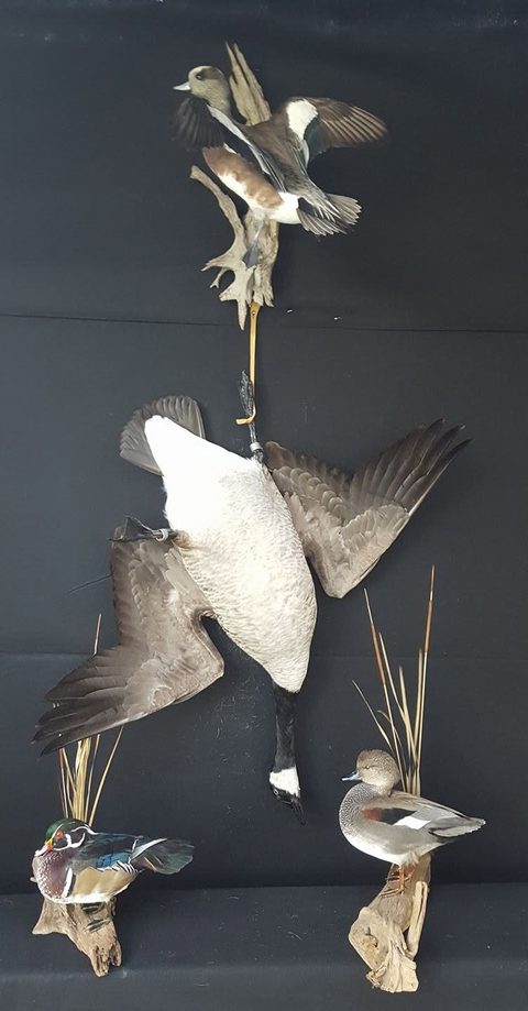 Duck Wall Display – waterfowl taxidermy by Jason's Taxidermy