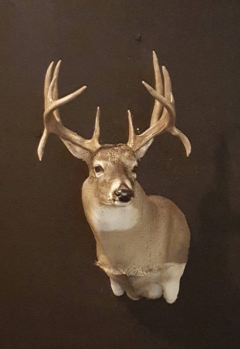 whitetail deer taxidermy by Jason's Taxidermy