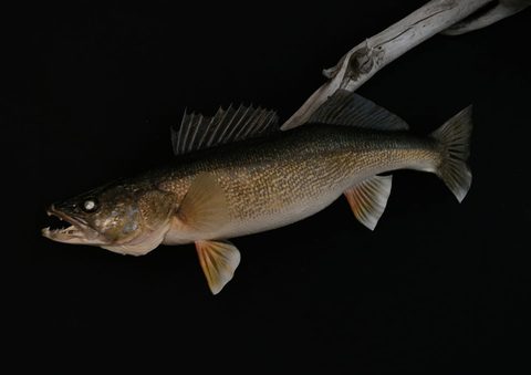 fish taxidermy by Jason's Taxidermy