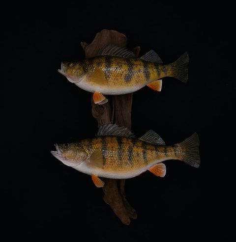 fish taxidermy by Jason's Taxidermy