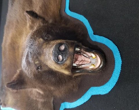 big game taxidermy by Jason's Taxidermy