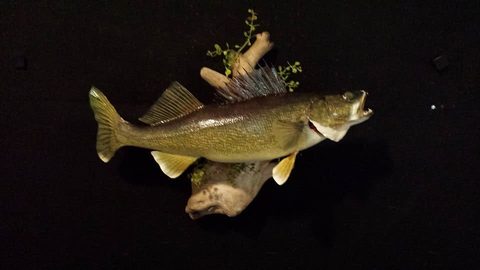 fish taxidermy by Jason's Taxidermy