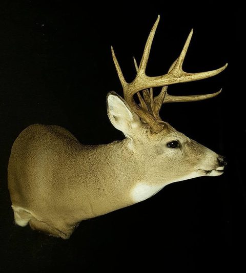 whitetail deer taxidermy by Jason's Taxidermy