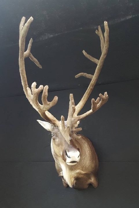 big game taxidermy by Jason's Taxidermy