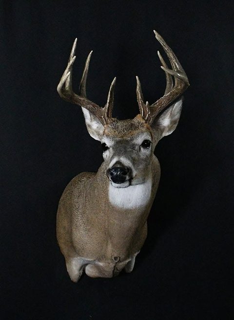whitetail deer taxidermy by Jason's Taxidermy