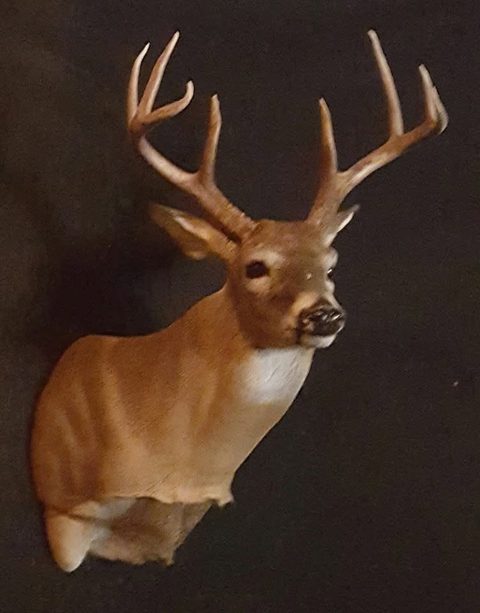 whitetail deer taxidermy by Jason's Taxidermy