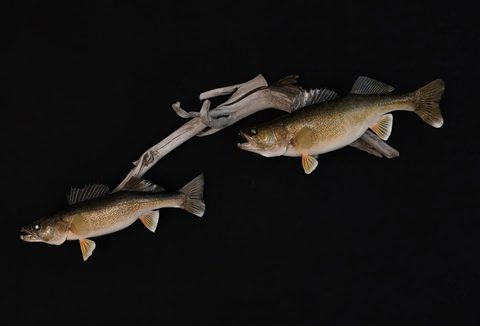 fish taxidermy by Jason's Taxidermy