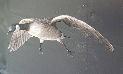 Canada Goose – Flying – waterfowl taxidermy by Jason's Taxidermy
