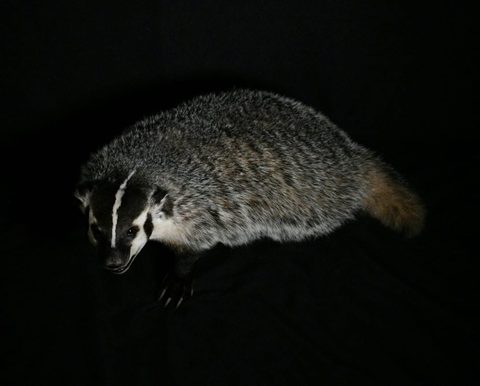 furbearer taxidermy by Jason's Taxidermy