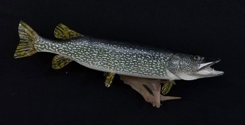 fish taxidermy by Jason's Taxidermy