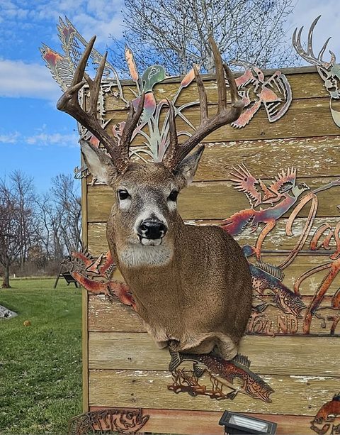 whitetail deer taxidermy by Jason's Taxidermy