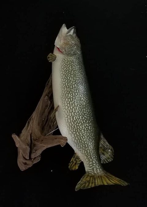 fish taxidermy by Jason's Taxidermy