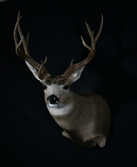 whitetail deer taxidermy by Jason's Taxidermy