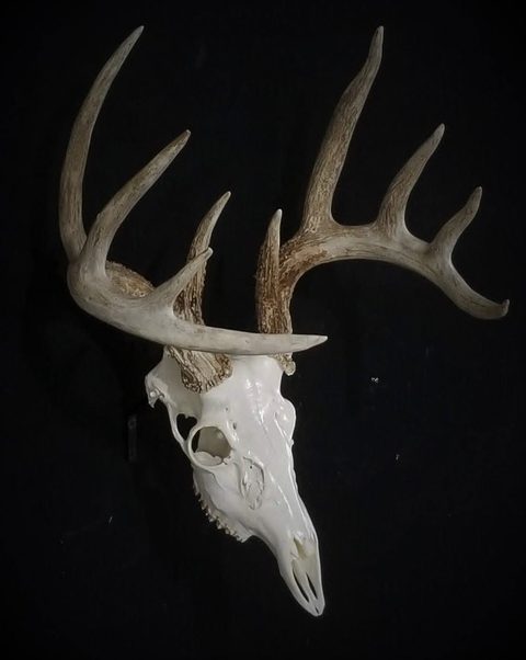European taxidermy by Jason's Taxidermy
