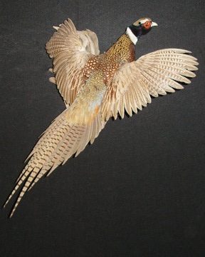 Ring-necked pheasant mount, item #35